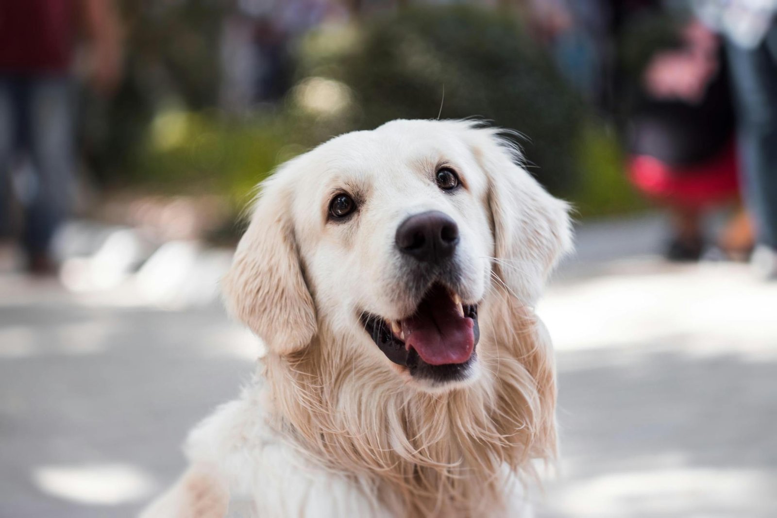 Seguro de animais